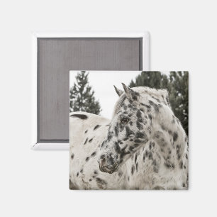 Appaloosa Pferd Magnet