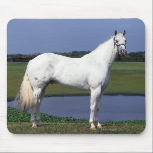 Appaloosa-Pferd Mousepad