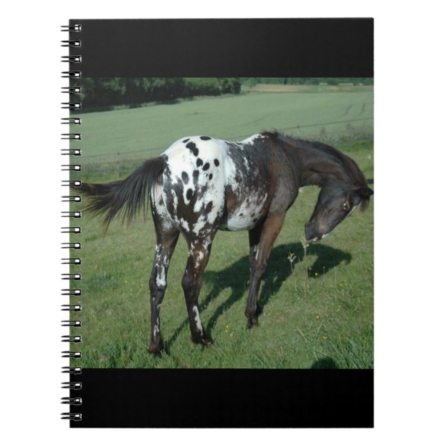 Appaloosa Pferd Notizblock (Vorderseite)