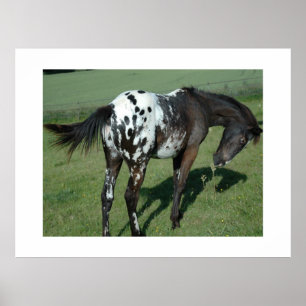 Appaloosa Pferd Poster