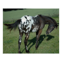 Appaloosa Pferd