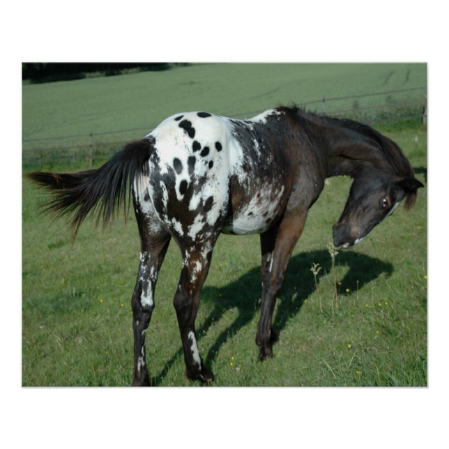 Appaloosa Pferd Poster (Vorderseite)