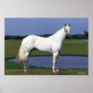 Appaloosa Pferd Poster