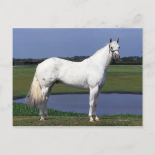 Appaloosa Pferd Postkarte
