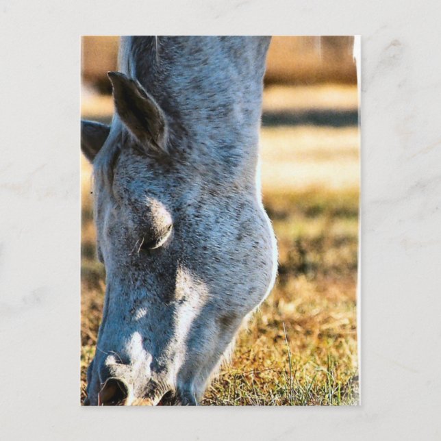 Appaloosa Pferd Postkarte (Vorderseite)