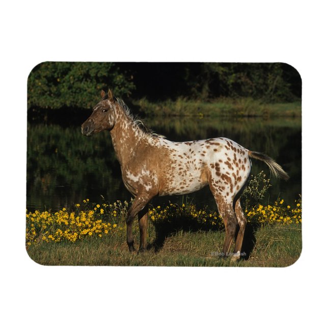 Appaloosa Pferd Stehend am See Magnet (Horizontal)