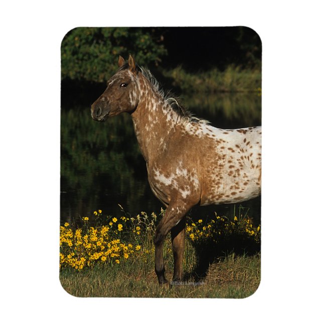 Appaloosa Pferd Stehend am See Magnet (Vertikal)