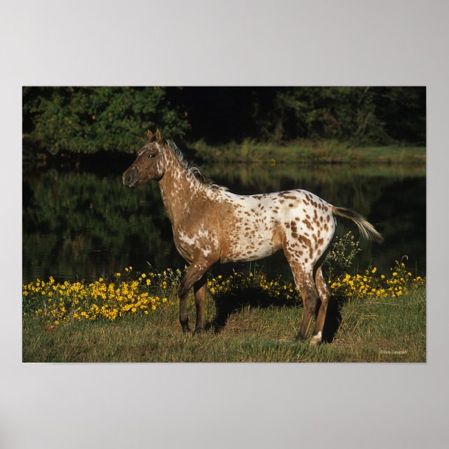 Appaloosa Pferd Stehend am See Poster (Vorne)