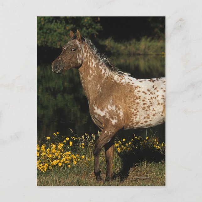 Appaloosa Pferd Stehend am See Postkarte (Vorderseite)