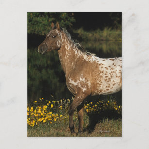 Appaloosa Pferd Stehend am See Postkarte