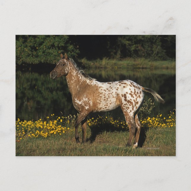 Appaloosa Pferd Stehend am See Postkarte (Vorderseite)