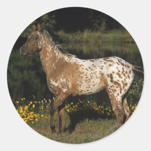 Appaloosa Pferd Stehend am See Runder Aufkleber