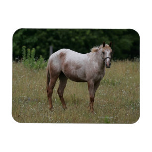 Appaloosa Pferd Stehend im Gras Magnet