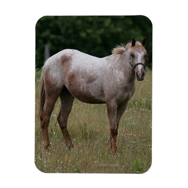 Appaloosa Pferd Stehend im Gras Magnet (Vertikal)