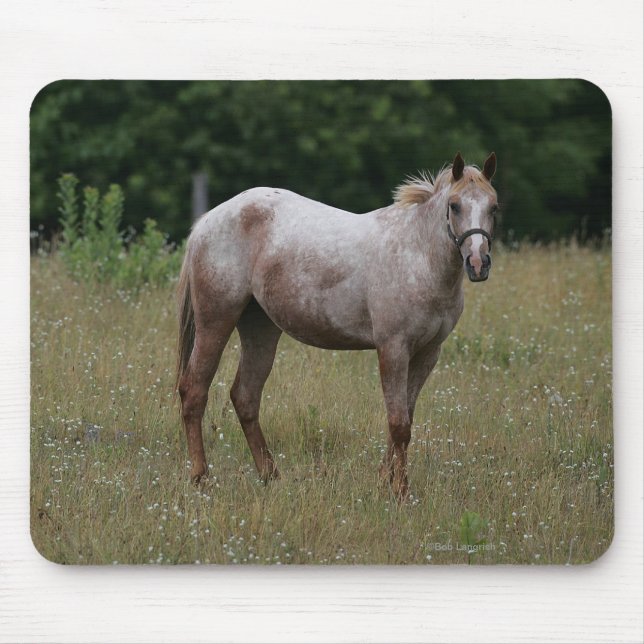 Appaloosa-Pferd stehend im Gras Mousepad (Vorne)