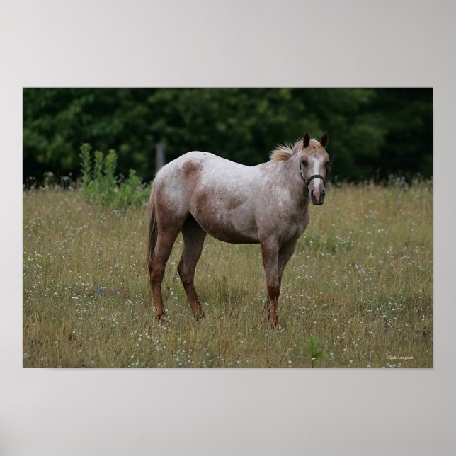 Appaloosa Pferd Stehend im Gras Poster (Vorne)