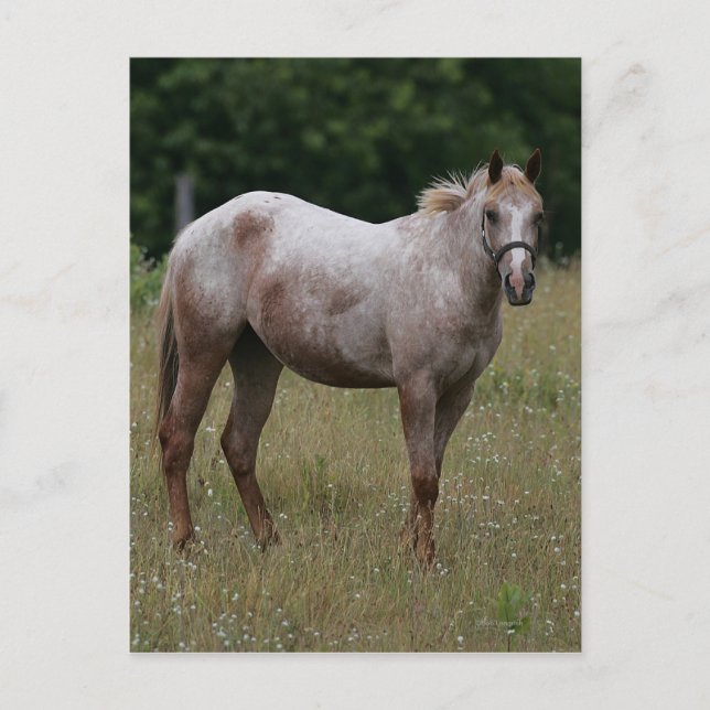Appaloosa Pferd Stehend im Gras Postkarte (Vorderseite)