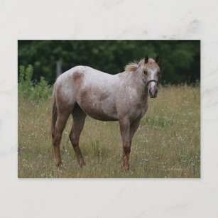 Appaloosa Pferd Stehend im Gras Postkarte
