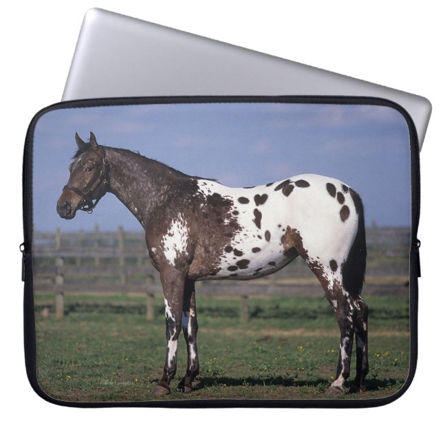 Appaloosa-Pferd stehend Laptopschutzhülle (Vorderseite)