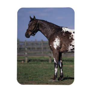 Appaloosa Pferd Stehend Magnet