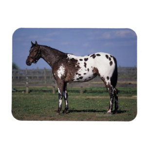 Appaloosa Pferd Stehend Magnet