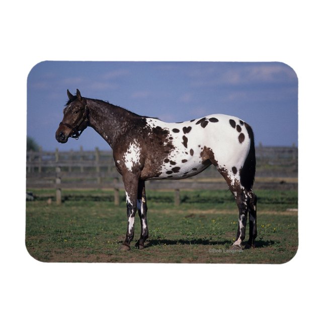 Appaloosa Pferd Stehend Magnet (Horizontal)
