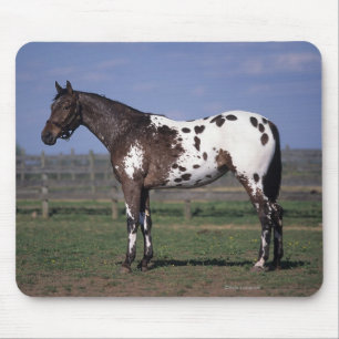 Appaloosa-Pferd stehend Mousepad