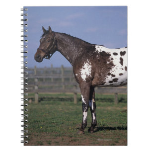 Appaloosa-Pferd stehend Notizblock