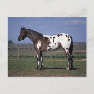 Appaloosa-Pferd stehend Postkarte