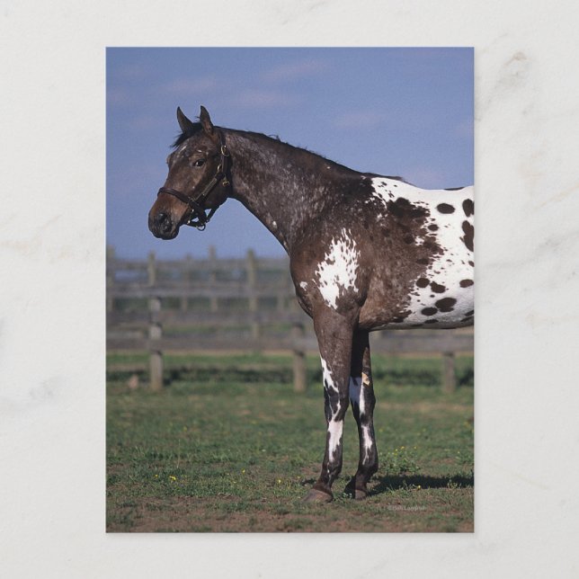 Appaloosa Pferd Stehend Postkarte (Vorderseite)
