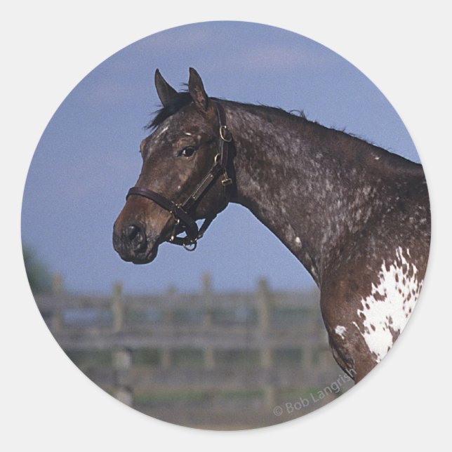 Appaloosa Pferd Stehend Runder Aufkleber (Vorderseite)