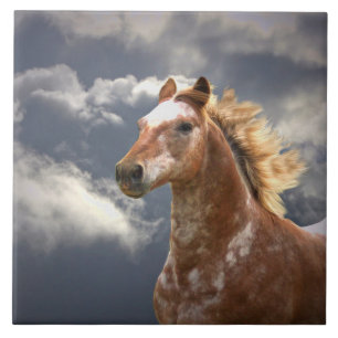 Appaloosa Pferd und Wolken Fliese