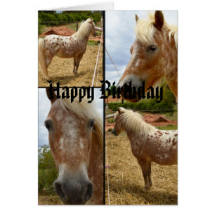 Appaloosa Pferde Foto Collage Geburtstag