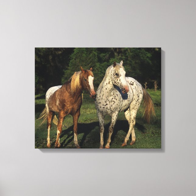 Appaloosa Pferde Leinwanddruck (Vorderseite)
