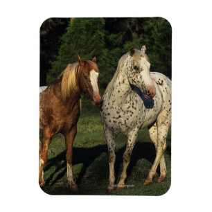 Appaloosa Pferde Magnet