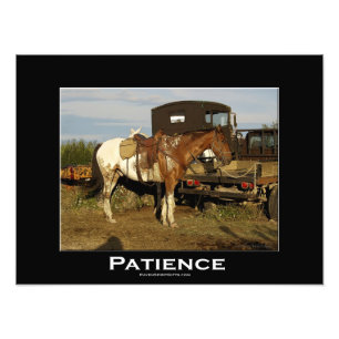 Appaloosa Pferde Pferde Pferde Pferde Foto