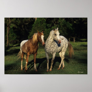 Appaloosa Pferde Poster