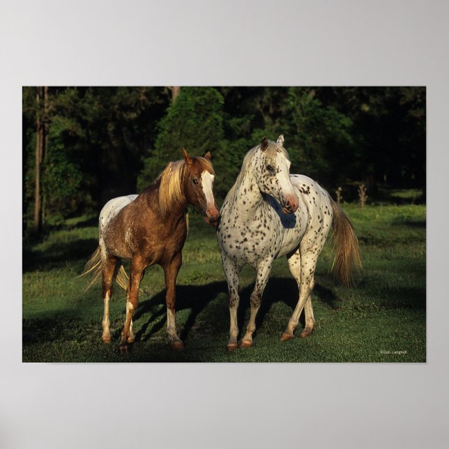 Appaloosa Pferde Poster (Vorne)