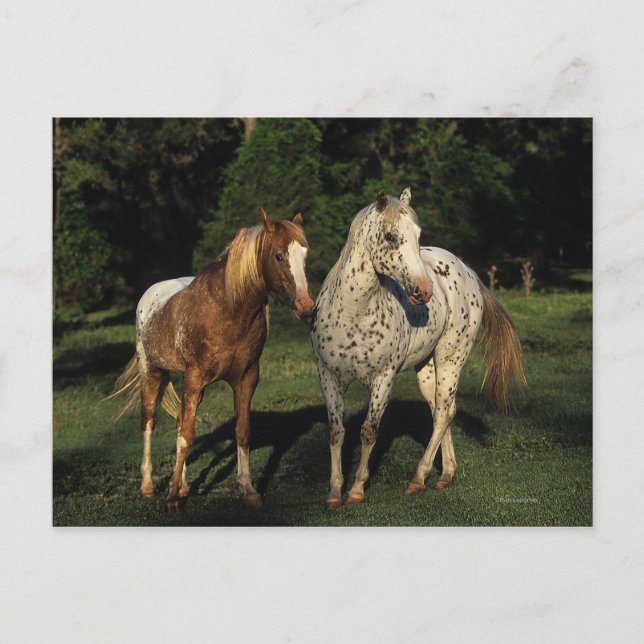 Appaloosa Pferde Postkarte (Vorderseite)