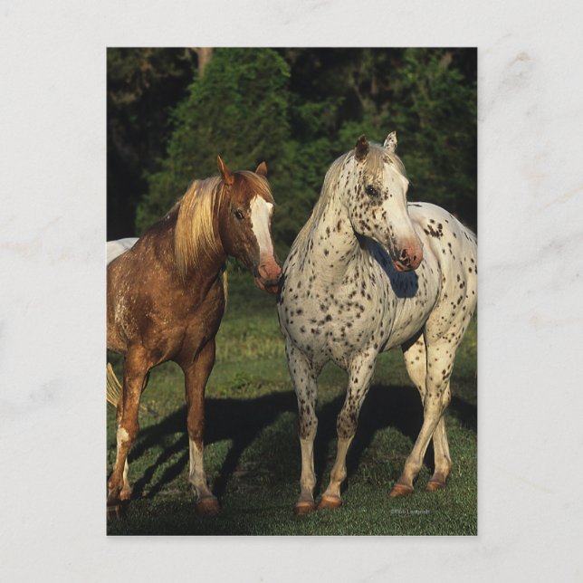 Appaloosa Pferde Postkarte (Vorderseite)