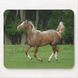 Appaloosa-Pferdebetrieb Mousepad