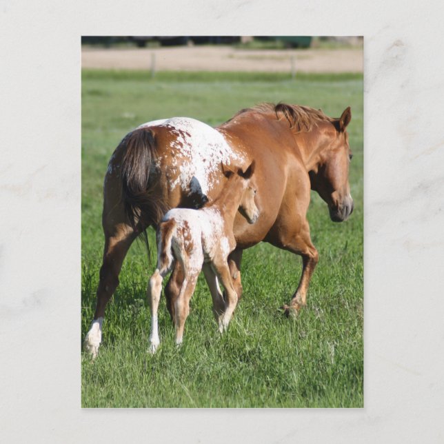 Appaloosa Pferdefohlen und Stute Postkarte (Vorderseite)