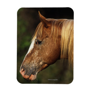 Appaloosa-PferdeHeadshot 1 Magnet