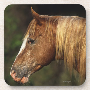 Appaloosa-PferdeHeadshot 1 Untersetzer