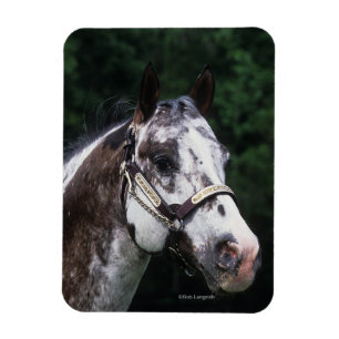 Appaloosa-PferdeHeadshot 2 Magnet