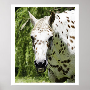 Appaloosa-Portrait, Pferdefotografie Poster
