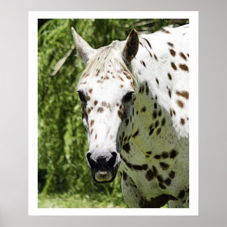 Appaloosa-Portrait, Pferdefotografie Poster