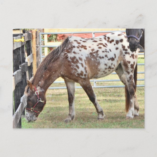 Appaloosa Postkarte (Vorderseite)