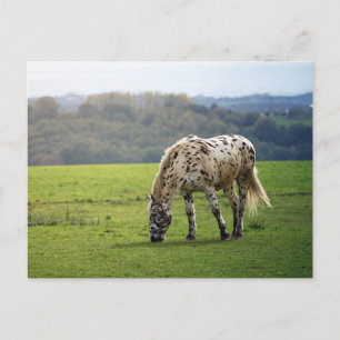 Appaloosa Postkarte