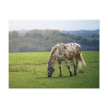 Appaloosa